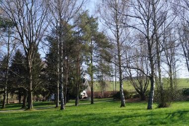 Blick auf den Friedhof Dilsbergerhof durch Birken hindurch