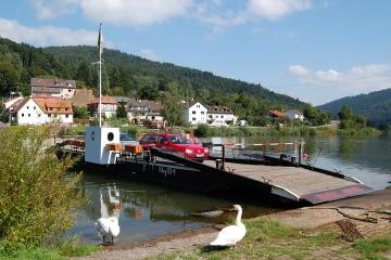 Zwei Schwäne vor der Fähre Neckarhäuserhof