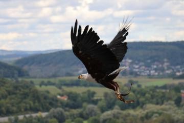 Ein Greifvogel fliegt über Burg Guttenberg