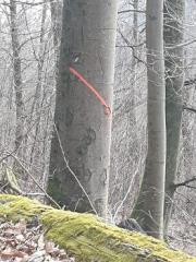 Waldwende Neckargemünd Waldwende Neckargemünd