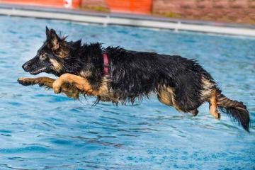 Hundeschwimmen - Hund springt ins Wasser