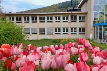 Blick auf das Rathaus mit Tulpen im Vordergrund