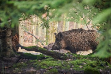 Wildschwein im Wald