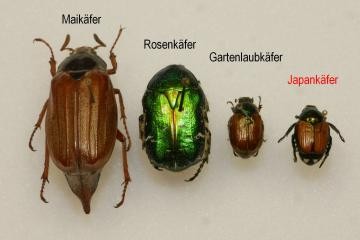 Japankäfer im Vergleich zu anderen Käfern
