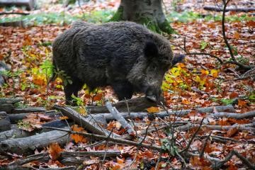 Wildschwein im Wald