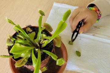 Fleischfressende Pflanze