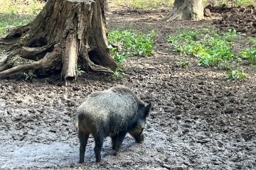 Wildschwein im Wald