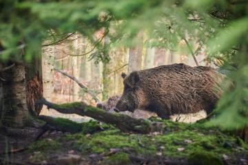 Wildschwein im Wald