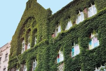 KLimaanpassung - Fassadenbegrünung